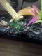African dwarf frog Amphibians for sale in Temple Terrace, FL, USA. price: NA