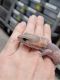 African Fat Tail Gecko Reptiles for sale in Morris, IL 60450, USA. price: NA