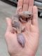 African Fat Tail Gecko Reptiles