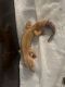 African Fat Tail Gecko Reptiles