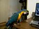African Finfoot Birds for sale in Aberdeen, MD, USA. price: $300