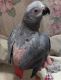African Finfoot Birds for sale in Berkeley, CA, USA. price: NA