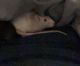 African Grass Rat Rodents for sale in Cohoes, NY, USA. price: NA