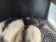 African Grass Rat Rodents for sale in Pinellas Park, FL, USA. price: NA