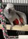 African Grey Birds for sale in Chicago, IL, USA. price: $800