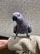 African Grey Birds for sale in Chicago, IL, USA. price: $1,500