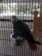 African Grey Birds for sale in Indian River County, FL, USA. price: NA