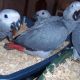 African Grey Birds for sale in Hialeah, FL, USA. price: $600