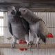 African Grey Birds for sale in Borger, TX 79007, USA. price: NA