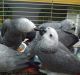 African Grey Birds for sale in Washington, DC, USA. price: $1,150