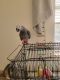 African Grey Birds for sale in 12751 Whittington Dr, Houston, TX 77077, USA. price: $3,000