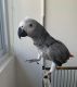 African Grey Birds for sale in California City, CA, USA. price: $500