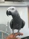 African Grey Birds for sale in 10118a Bandley Dr, Cupertino, CA 95014, USA. price: NA