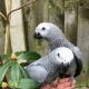 African Grey Birds for sale in Queens, NY, USA. price: NA