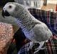 African Grey Birds for sale in Boston, MA, USA. price: $750