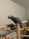 African Grey Birds for sale in Garland, TX 75044, USA. price: NA