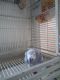 African Grey Birds for sale in Lawrence, MA, USA. price: NA