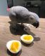 African Grey Birds for sale in Westerville, OH, USA. price: NA