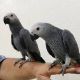 African Grey Birds for sale in Leeds Dr, Oklahoma City, OK 73099, USA. price: NA