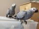 African Grey Birds for sale in Woonsocket Hill Rd, North Smithfield, RI 02896, USA. price: NA