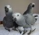 African Grey Birds for sale in 60011 CA-1, Big Sur, CA 93920, USA. price: NA