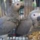 African Grey Birds for sale in Fresno, CA, USA. price: $1,000