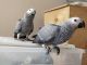 African Grey Birds for sale in San Francisco, CA, USA. price: NA