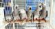 African Grey Birds for sale in Chicago, IL, USA. price: NA