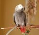 African Grey Birds for sale in Houghton, MI 49931, USA. price: NA