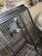 African Grey Birds for sale in Coral Springs, FL, USA. price: NA