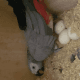 African Grey Birds for sale in Portland, OR 97086, USA. price: NA