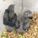 African Grey Birds for sale in Houghton, MI 49931, USA. price: NA