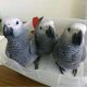 African Grey Birds for sale in Houghton, MI 49931, USA. price: $500