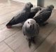 African Grey Birds for sale in 203 US-1, Norlina, NC 27563, USA. price: NA