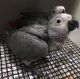 African Grey Birds for sale in Los Gatos, CA, USA. price: NA