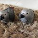 African Grey Birds for sale in Los Angeles, CA, USA. price: $800