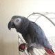 African Grey Birds for sale in CA-1, Los Angeles, CA, USA. price: NA