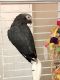 African Grey Birds for sale in Dallas, TX, USA. price: $1,500