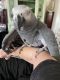 African Grey Birds for sale in Villas, Lower Township, NJ, USA. price: NA