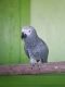 African Grey Birds for sale in Dallas, TX, USA. price: $1,600