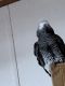 African Grey Birds for sale in Weston, OH 43569, USA. price: NA