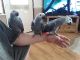 African Grey Birds for sale in Miami, FL, USA. price: $900