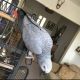 African Grey Birds for sale in Cloyne, ON K0H 1K0, Canada. price: $1,000
