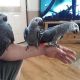 African Grey Birds for sale in Dallas, TX, USA. price: $500