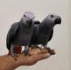 African Grey Birds for sale in Califon, NJ 07830, USA. price: $500