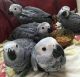 African Grey Birds for sale in Provo, UT, USA. price: $650