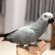 African Grey Birds for sale in Provo, UT, USA. price: $750