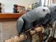 African Grey Birds for sale in San Jose, CA 95118, USA. price: $400