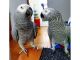 African Grey Birds for sale in San Francisco, CA 94105, USA. price: NA