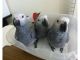African Grey Birds for sale in Jacksonville, FL 32202, USA. price: NA